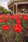 Photo: Colorful Tulips Tulipa Prince of Wales Hotel town of Niagara-on-the-Lake Ontario