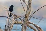 Photo: Red Winged Blackbird Picture Niagara Falls River Ontario