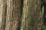 Photo: Renell Sound Old Tree Bark