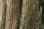 Photo: Renell Sound Old Tree Bark