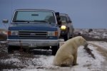 Photo: Polar Bear Road Block Churchill Manitoba