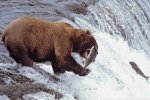 Photo: Salmon Fishing Alaska