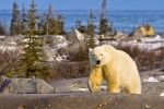 Photo: Scenic Polar Bear Picture Hudson Bay Churchill Manitoba