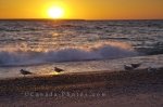 Photo: Seagulls Picture Sunset Ontario Canada