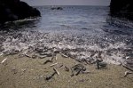 Photo: Silver Capelin Fish Picture Newfoundland Canada