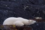 Photo: Sleeping Polar Bear Hudson Bay Churchill Manitoba