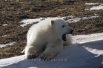 Photo: Sleepy Bear Churchill