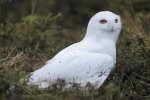 The white plumage of a male Snowy Owl on the ground in Churchill, Manitoba.
