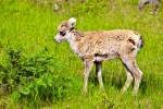 Photo: Spring Big Horn Sheep Lamb Banff NP