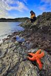 Photo: Tourist Starfish Rocky Shoreline Tofino