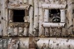 Photo: Tree House Raccoon Parc Omega Outaouais Quebec