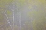 Photo: Art Photo Sinclair Cove Trees In Fog