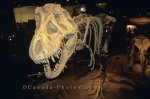 Photo: Tyrannosaurus Rex Royal Tyrrell Museum