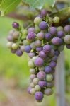 Photo: Vineyard Grapes