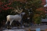 Photo: Wapiti Statue Parc Omega Montebello Quebec