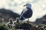 Photo: Western Gull With Chicks