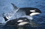 Photo: Whale Watching In BC Canada