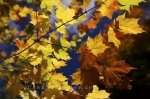 Photo: Whiskey Rapids Trail Autumn Leaves Algonquin Provincial Park