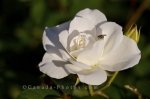 Photo: White Rose Insect Montreal Botanical Garden Quebec