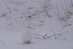 Photo: Willow Ptarmigan Winter Tundra Hudson Bay Churchill Manitoba