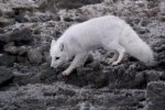 Photo: Winter Arctic Fox Picture