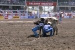 Photo: Wrestling Steer Calgary Stampede