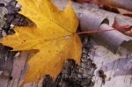 Photo: Yellow Autumn Leaf Algonquin Provincial Park