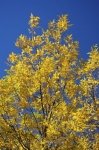 Photo: Yellow Fall Leaves