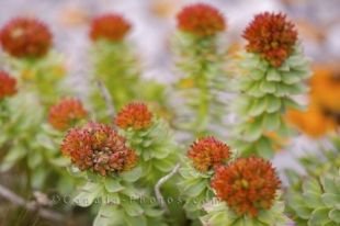 While visiting the Great Northern Peninsula of Newfoundland, capture the beauty of the flora that surrounds the region of the Burnt Cape Ecological Reserve.