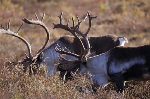 Full sets of antlers sit high upon the heads of these two Caribou stags in Denali National Park in Alaska, USA.