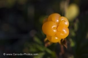 The fruit of a cloudberry or bakeapple has been fully ripened and this one was found on the road to Cape St. Mary's Ecological Reserve in Newfoundland Labrador, Canada.
