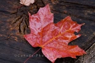 Red, green, yellow and orange are a few of the colours of each leaf that will fall in the Autumn and cover the landscape in Algonquin Provincial Park in Ontario, Canada.