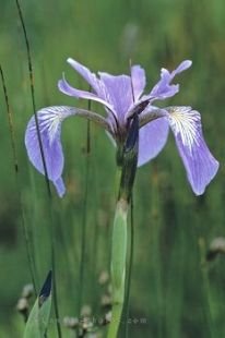 A beautiful purple Iris flower in full bloom in a field in Ontario, Canada.