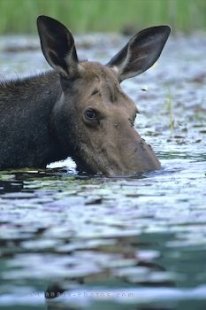 As a moose spends his time feeding in a lake in Ontario, Canada, he keeps an eye open to make sure that we do not make any sudden moves.