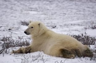 A Polar Bear has a pose like that of a bellyflop as he lounges on the Arctic landscape in the Churchill Wildlife Management Area in Churchill, Manitoba.