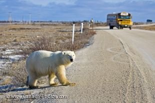 A bus tour stops on the road as a Polar Bear appears from across the tundra to cross the road in the Churchill Wildlife Management Area in Manitoba.