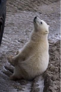 The closeness which passengers aboard the tundra buggy tours in Churchill, Manitoba can encounter while Polar Bear watching.