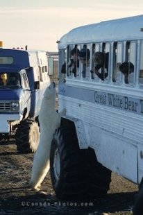 A polar bear looking at tourists on a bear watching tour with special buses.