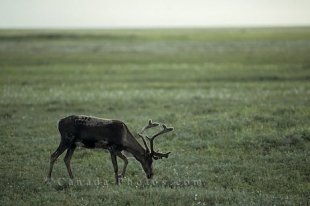 This Rangifer tarandus reindeer also known as a Caribou enjoys the spring time grazing in the North Slope of Alaska.