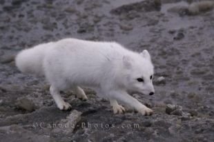 Against the Hudson Bay coastline in Churchill, Manitoba the snow white colored fur of the Arctic Fox blends in with the landscape.