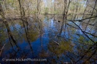 A walk along the Woodland Trail in Point Pelee National Park in Ontario, Canada gives one a sense of peace as Mother Natures creations reflect in the stillness of the swamp.