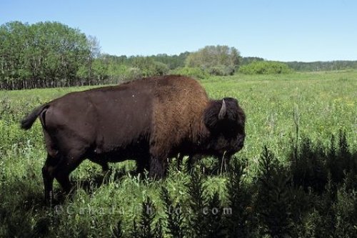 Photo: American Bison