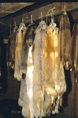 Photo: Animal Pelts Fur Trading Manitoba