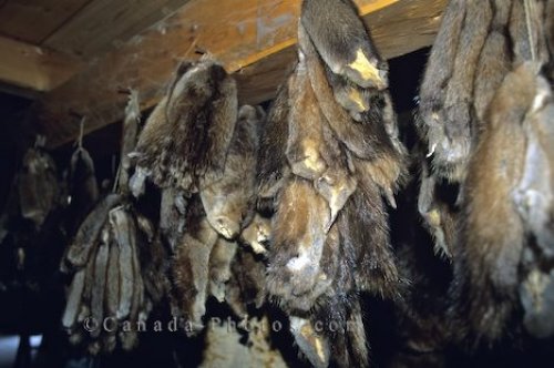 Photo: Animal Skins Old Fort William