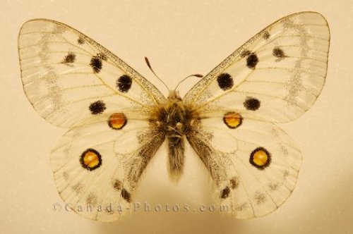 Photo: Bulgaria Apollo Butterfly Display Newfoundland