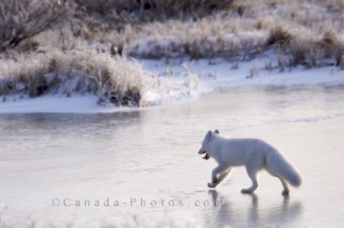 Photo: Arctic Fox Hudson Bay Manitoba
