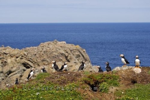 Photo: Atlantic Puffins Colony Coastal Shores Bird Island Newfoundland