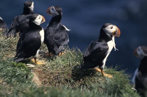 Photo: Funny Animal Atlantic Puffins