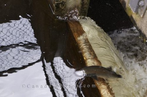 Photo: Atlantic Salmon Fish Ladder Newfoundland