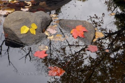 Photo: Autumn Leaves Pond Reflections Ontario Canada